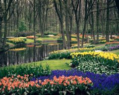 Tapeta Nature Flowers 659.jpg